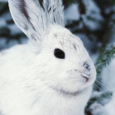 Схема вышивки «зая»