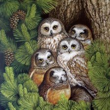 Схема вышивки «Совушки»