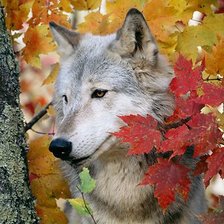 Схема вышивки «дикие»