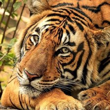 Схема вышивки «дикие»