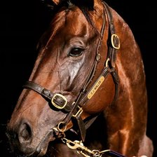 Схема вышивки «Конь»