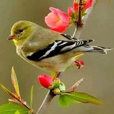 Схема вышивки «№2159586»