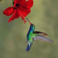 Схема вышивки «№2159598»