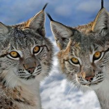 Схема вышивки «№2160037»