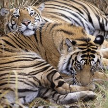 Схема вышивки «№2160048»