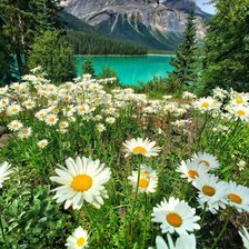 Схема вышивки «Ромашковое поле»