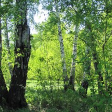 Схема вышивки «Березы»