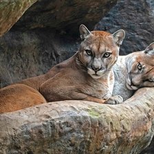 Схема вышивки «Пумы»