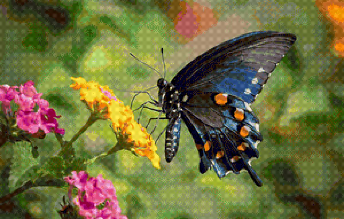 Синяя бабочка - предпросмотр