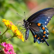 Схема вышивки «Синяя бабочка»