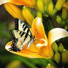 Схема вышивки «Бабочка на лилиях»