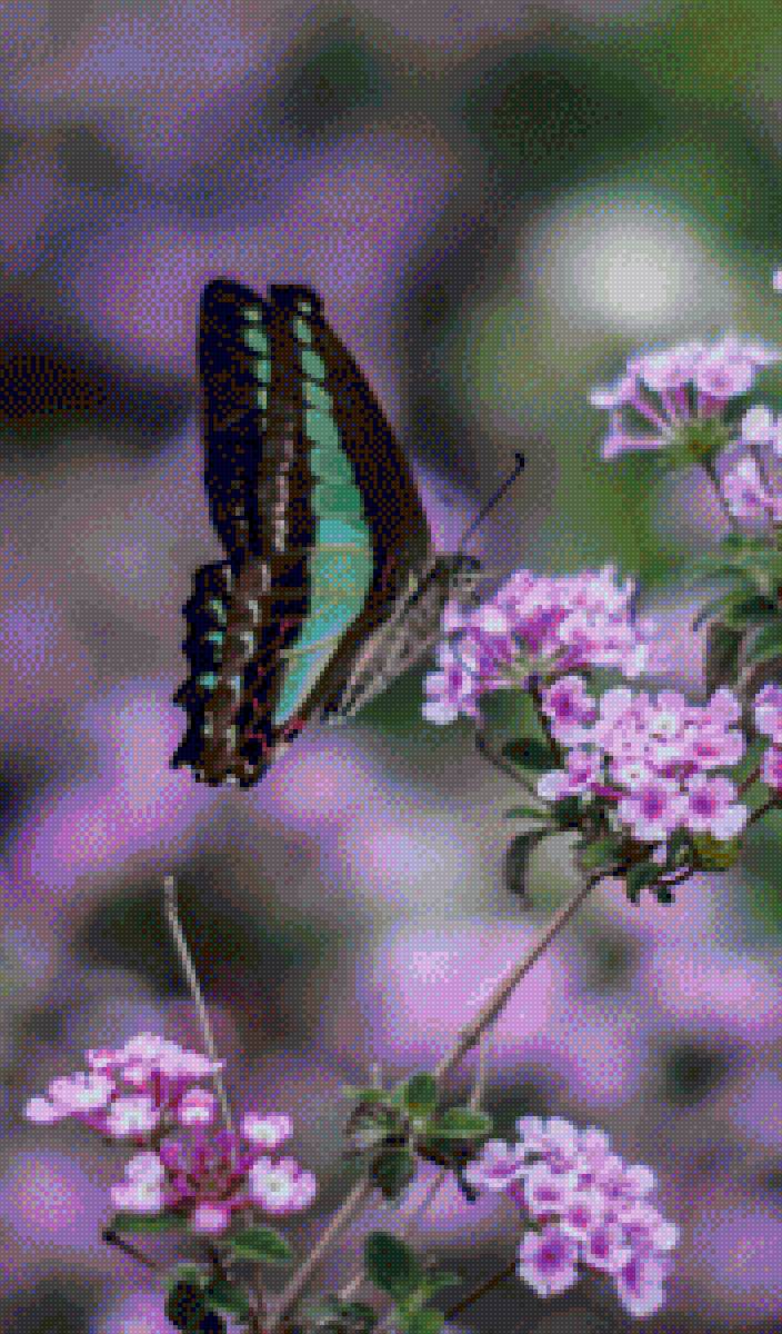 Бабочка 2 - предпросмотр