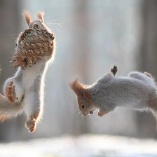 Схема вышивки «белки»