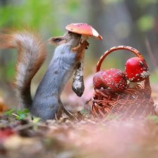 Схема вышивки «белка»