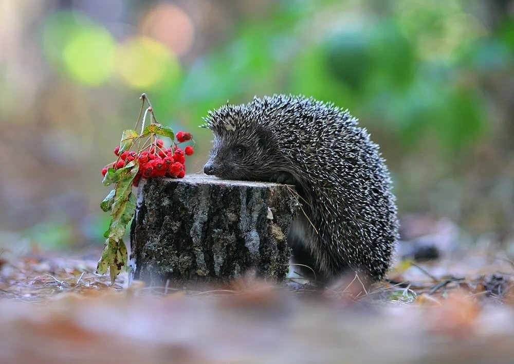 ёж - природа - оригинал