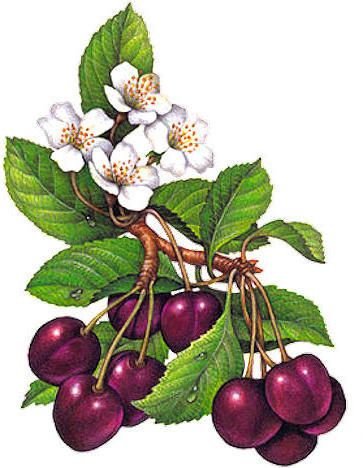 вишня - оригинал