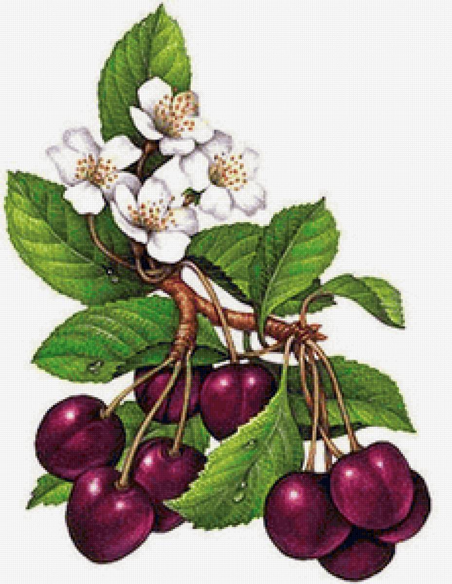 вишня - предпросмотр