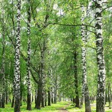 Схема вышивки «Березки»