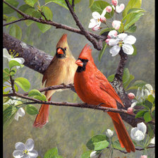 Схема вышивки «Кардиналы»