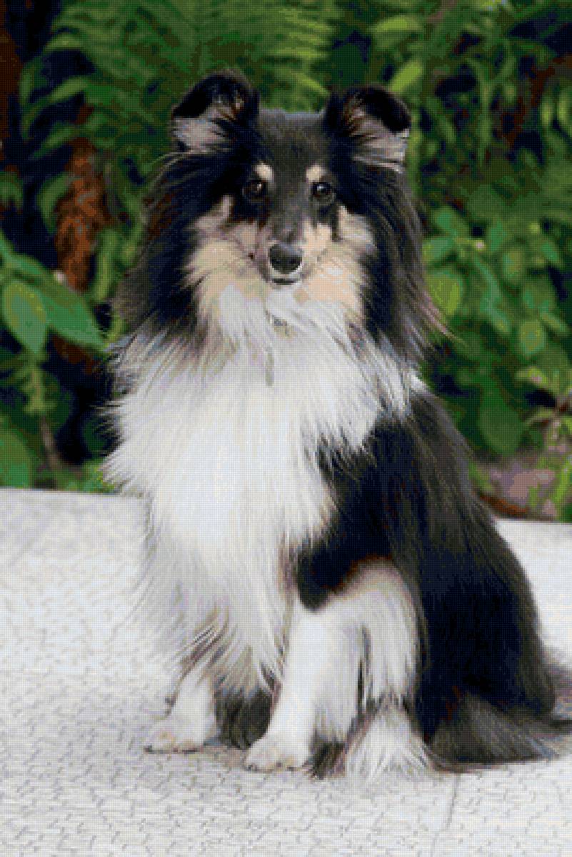 шелти - предпросмотр