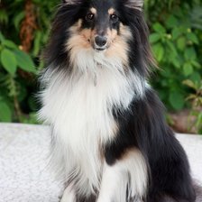 Схема вышивки «шелти»