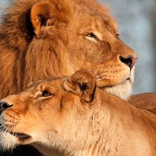 Схема вышивки «Львиная любовь»