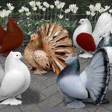 Схема вышивки «ГОЛУБИ»