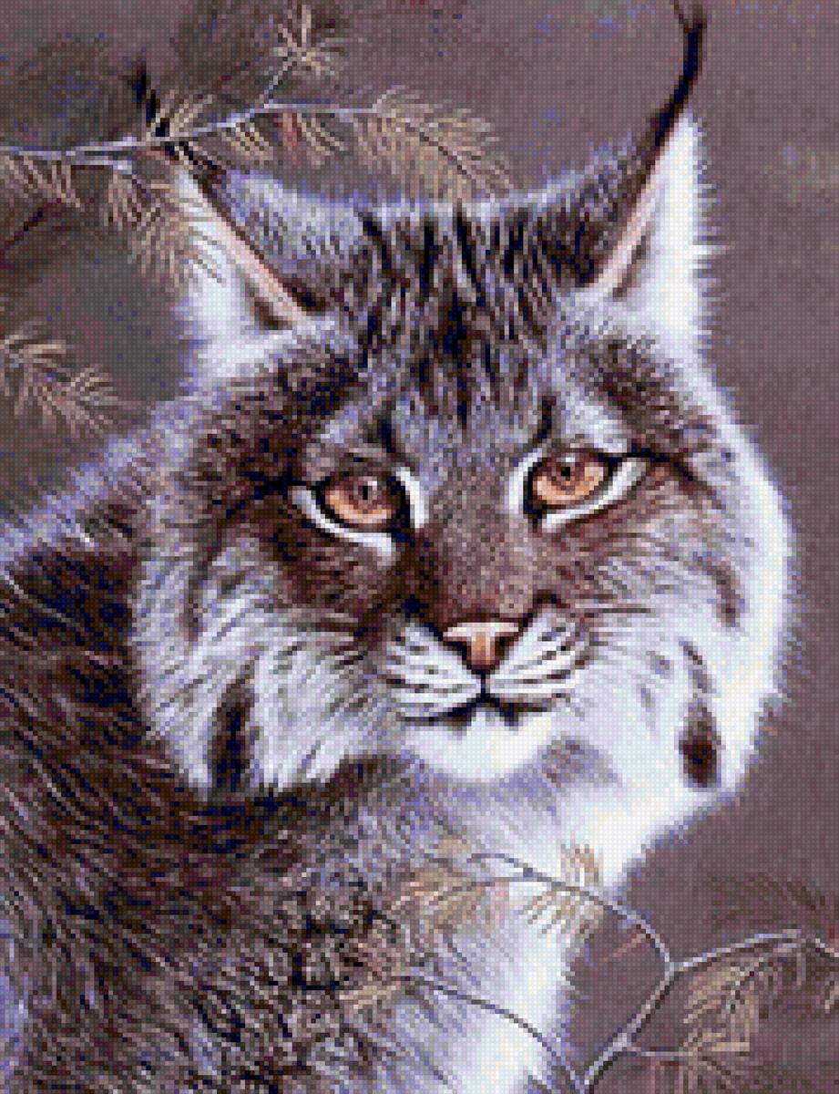 Рысь - рысь, животные - предпросмотр