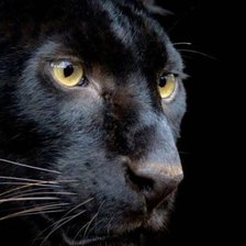 Схема вышивки «Пантера»