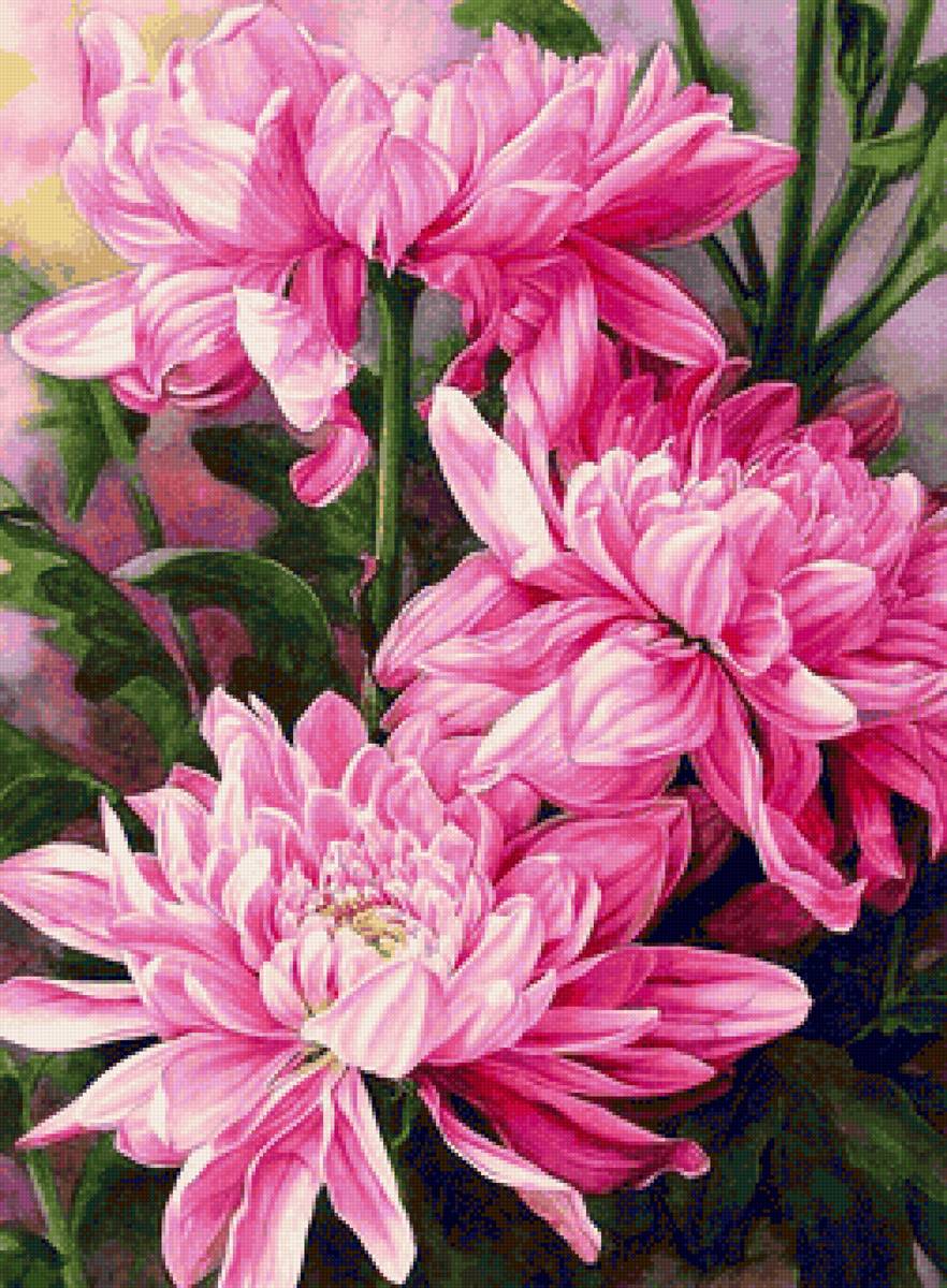 Хризантемы - цветы, букет - предпросмотр