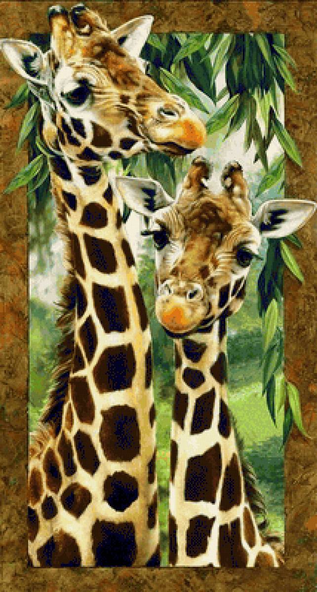 Жирафы - животные, жираф - предпросмотр