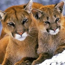 Схема вышивки «дикие»