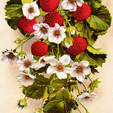 Схема вышивки «Клубника»