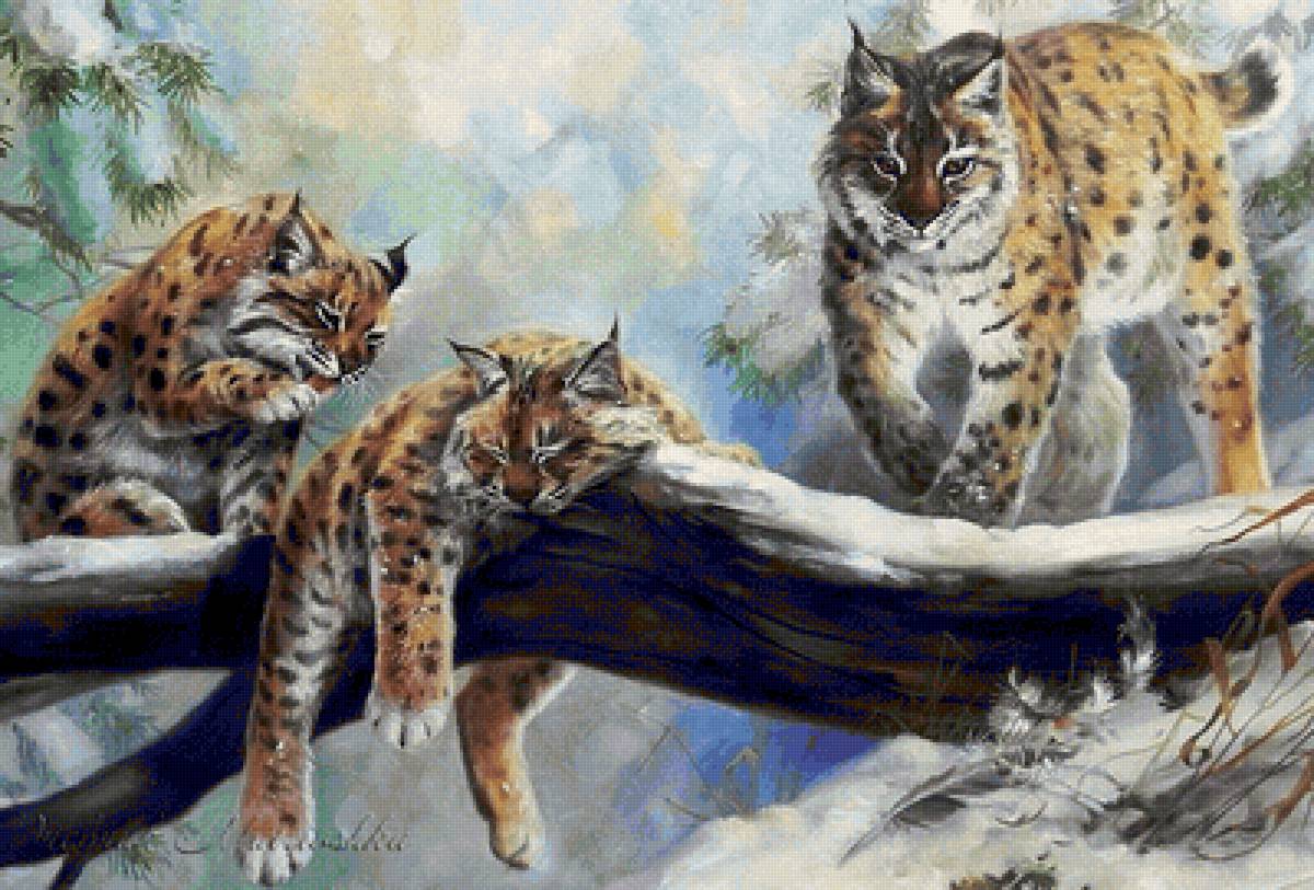 Рыси - рысь, дикие - предпросмотр