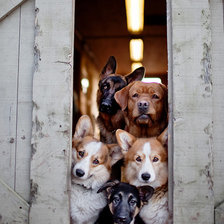 Схема вышивки «perros detras de la puerta»