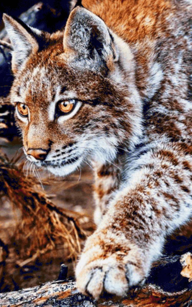 Рысь - рысь, дикие - предпросмотр