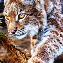 Схема вышивки «Рысь»