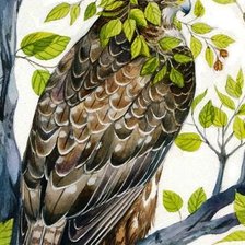 Схема вышивки «Сокол»