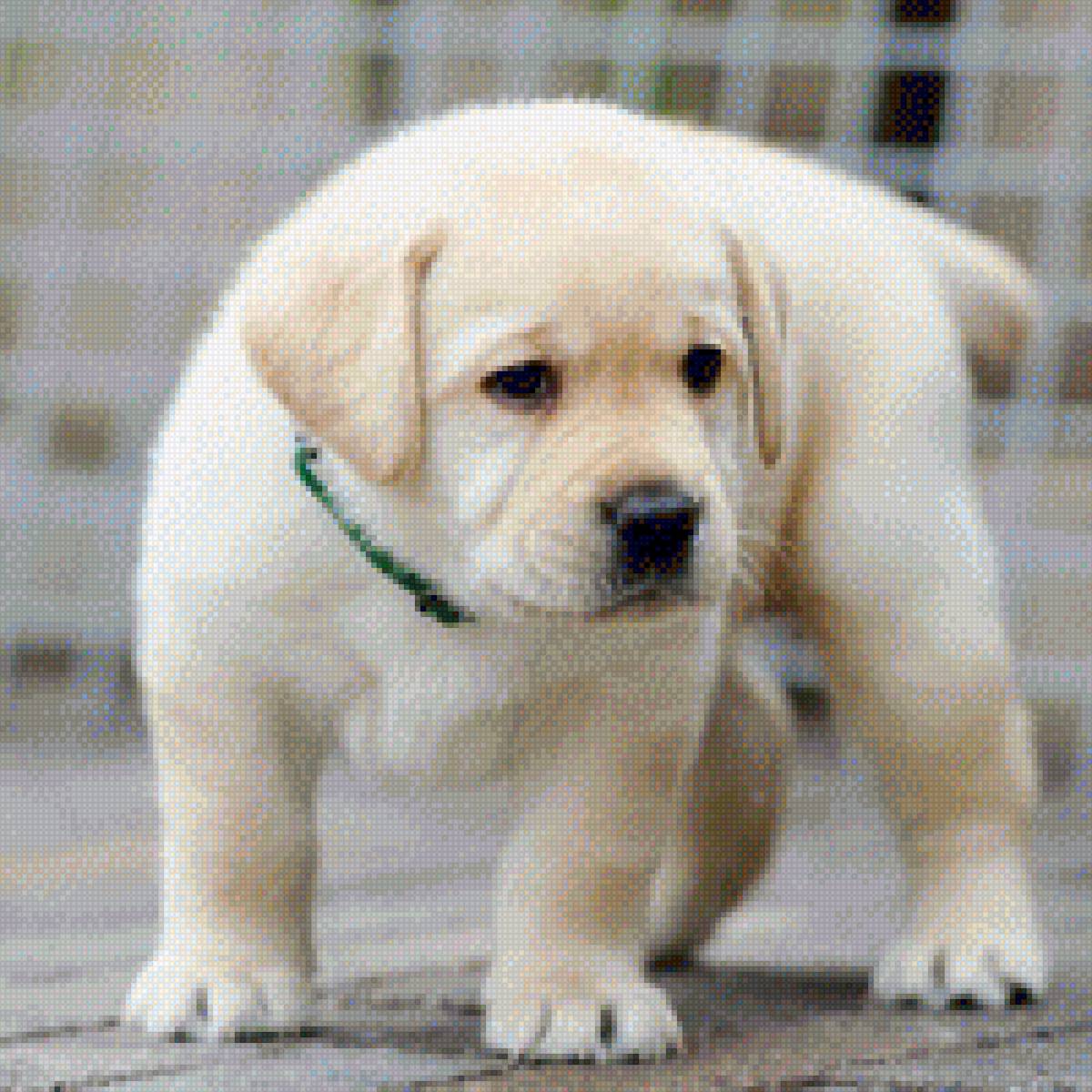 cachorrinho - animais - предпросмотр