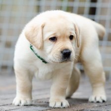 Схема вышивки «cachorrinho»