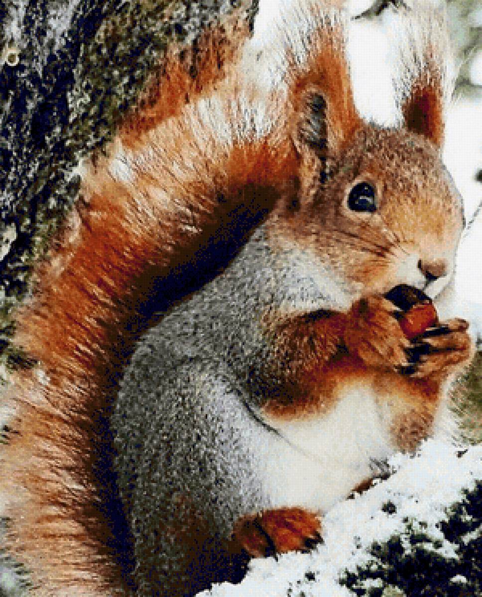 Белка - природа, белка, животные, дикие - предпросмотр