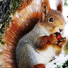 Схема вышивки «Белка»