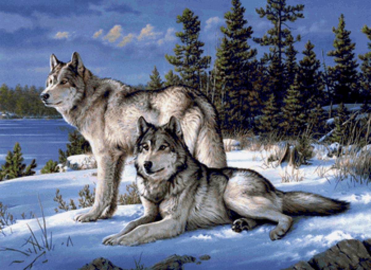 вовки пара - предпросмотр