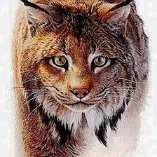 Схема вышивки «Рысь»