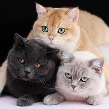 Схема вышивки «Трио»