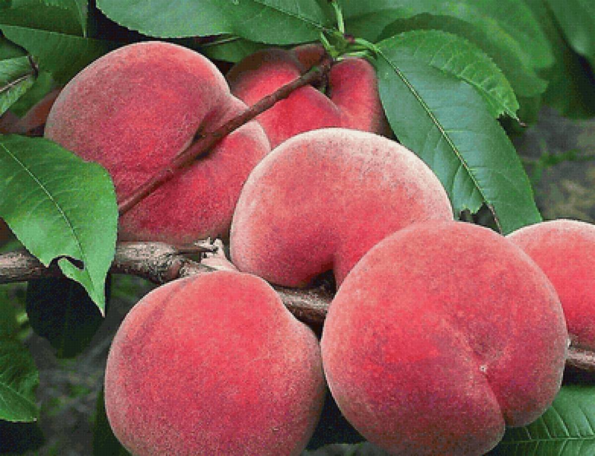 персики - ветка, персики - предпросмотр