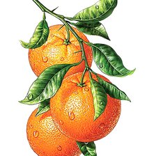 Схема вышивки «апельсины»