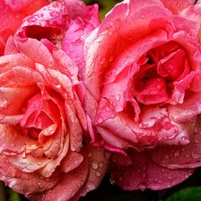 Схема вышивки «Розы»