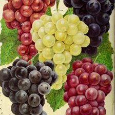 Схема вышивки «ВИНОГРАД»