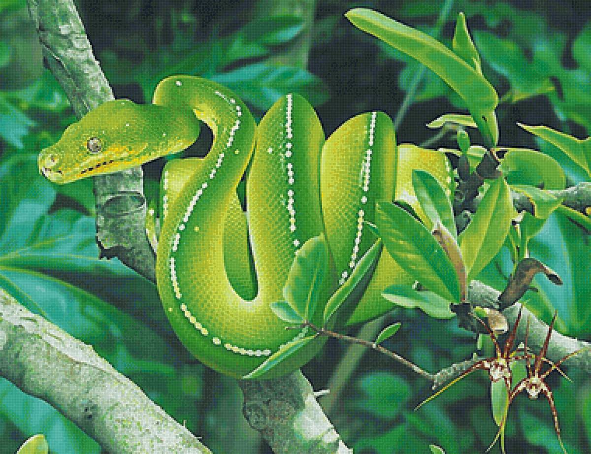 зелёный питон - мир животных. - предпросмотр